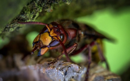 Scientists Race Against Time To Stop the spread of Asian Giant Hornets in Washington and British Columbia