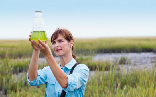 Milking Algae Can Produce Eco-friendly Biofuel