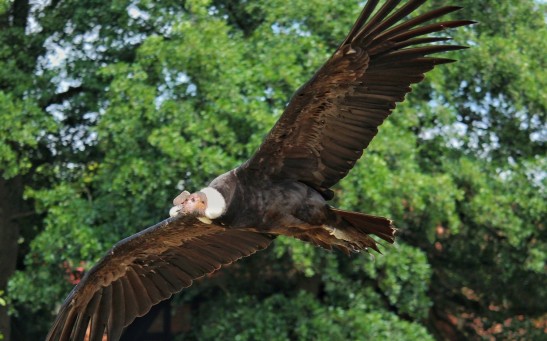Andean Condors Can Fly For Up to 100 Miles Without Flapping Its Wings Taking Advantage of the Air Currents