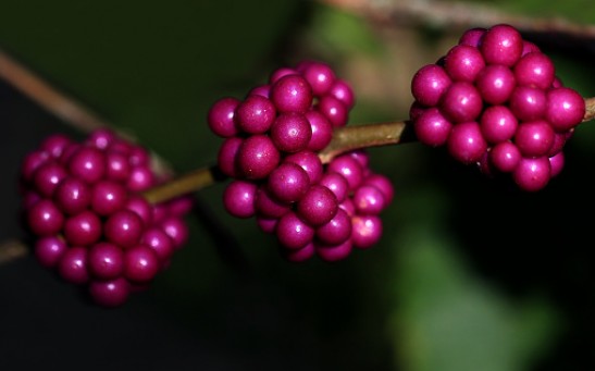 The American Beautyberry: Helping Antibiotics Work Effectively