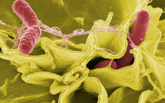 Clever Salmonella Found A Way of Evading Plant Defenses and Sneaking into Salads
