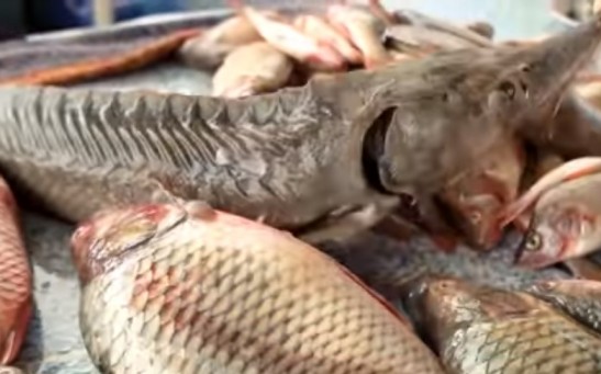 Scientists in Hungary Accidentally Bred A New Hybrid of Fish