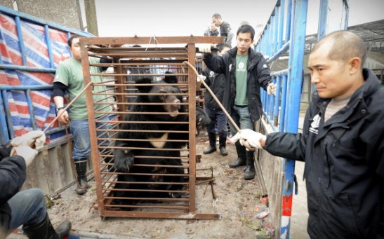 Moon Bear Bile for Traditional Medicine - Campaigners Fight for Their Freedom
