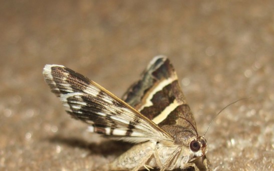 How to Deal With Your Moth Problems This Moth Season