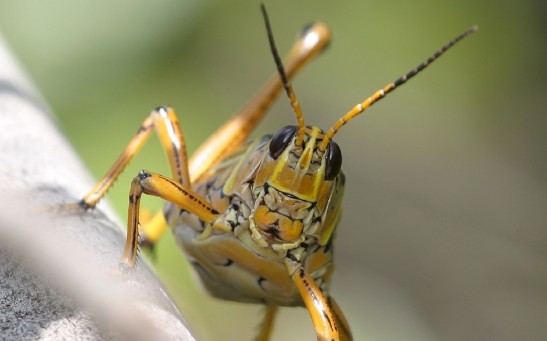 Kosher Diet: Israeli Firm Wants to Make Locusts As An Alternative Protein Source; Is It Safe to Eat?
