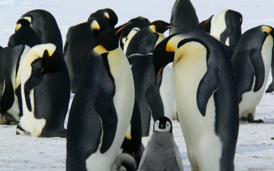 Satellite Mapping Technology Showed 20% More Penguin Colonies in Antarctica Than Previously Thought