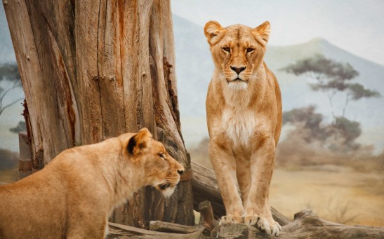 Cave Lions and Modern-Day Lions Are Separate Species