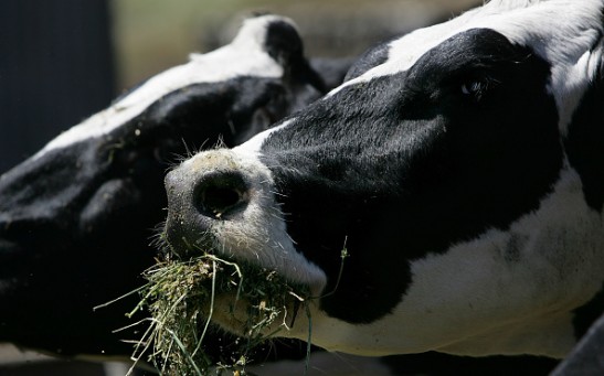Milk Prices Continue To Rise Due To Cost Of Corn