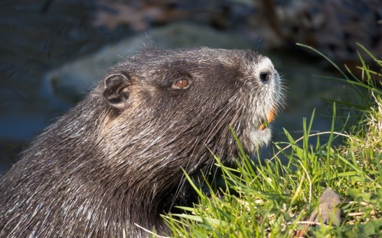 15 Families of Beavers Given Legal 'Right to Remain' on the River Otter in East Devon