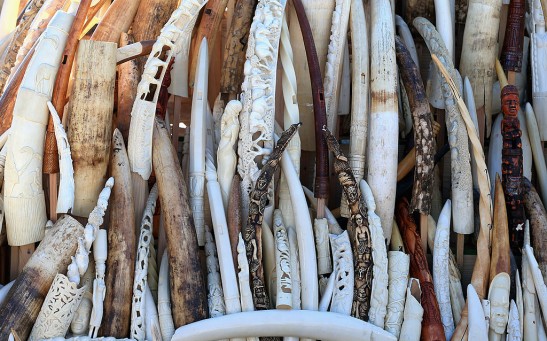 U.S. Fish And Wildfire Service Destroy Six Tons Of Confiscated Ivory