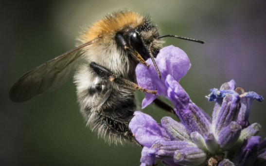 How Do Bees Drink Nectar Exactly?