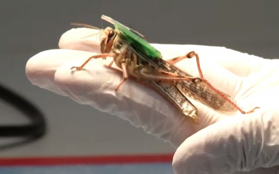 Scientists Are Making Bomb-Sniffing Bugs Inspired From Locust's Ability To Smell and Trace Explosives