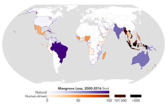 Science Times - NASA Goddard Scientists Map Out Global Losses of Mangrove Habitats