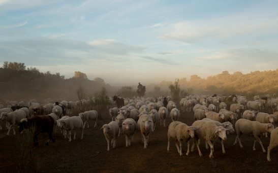 Autumn Sheep's Transhumance in Spain