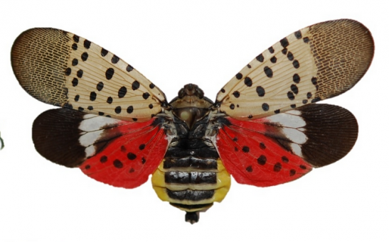 Lanternfly Infestation Threaten West Coast Farms