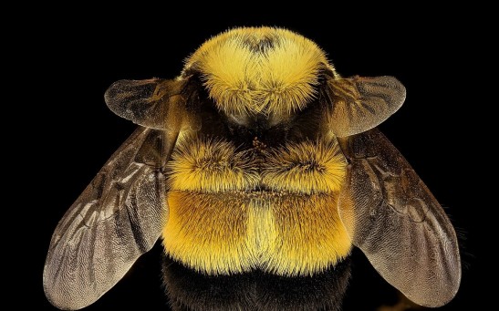No 'Critical Habitat' For Endangered Rusty Patched Bumblesbees Further Weakens Their Protection