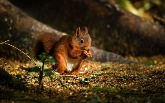 Science Times - Red Squirrel VS Woodpecker: Who Wins the Fight Over Nuts?