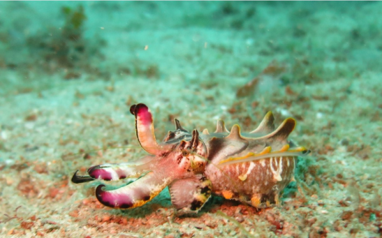 Flamboyant Cuttlefish Behavior Explained