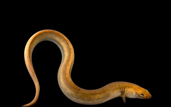 Why Was Aristotle, Freud, & Many Others Fascinated by European Eels?