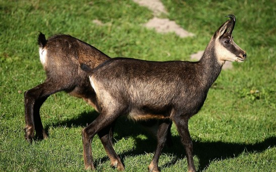 Hikers Discover Unique Goat-Antelope Remains in the Italian Alps