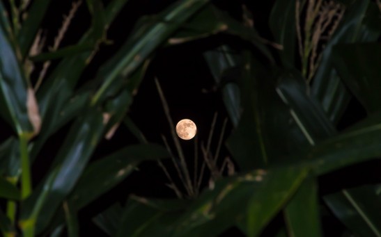 This Year's Harvest Moon Is Set to Rise This October