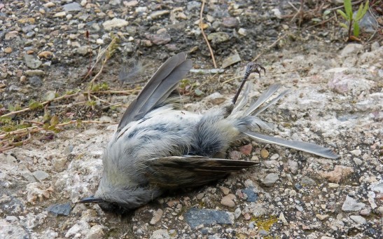 Thousands of Birds Are Mysteriously Dropping Dead in New Mexico