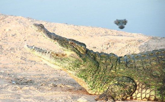 Crocodile