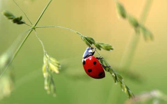 Population Decline of Insects Are Caused By Mobile Phone Radiation, Study