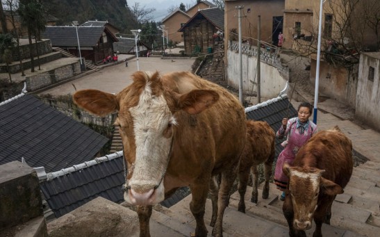 Brucellosis Outbreak in China Traced Back to Biopharmaceutical Plant