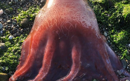 Rare Seven-Armed Octopus Found in Washington Beach