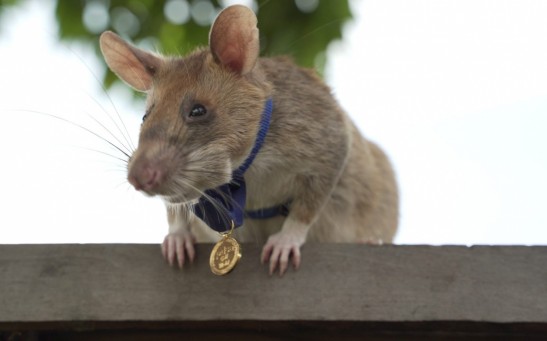 Brave Rat Magawa Awarded Gold Medal For Detecting 39 Landmines