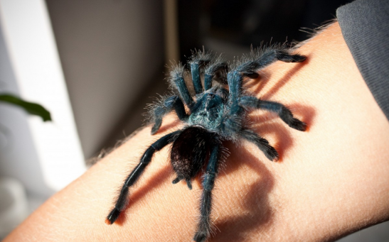 Vivid Color of Tarantulas Are Associated With Perceiving One Another & Survival 