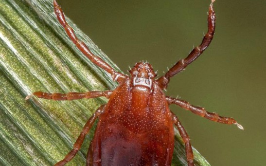 Two Exotic Disease-Carrying Ticks Had Just Been Identified in Rhode Island