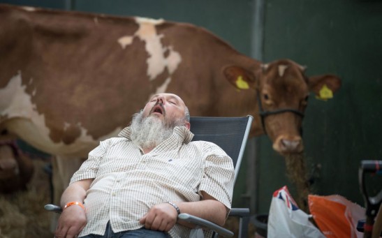 A Man Sleeps on a Dairy Show