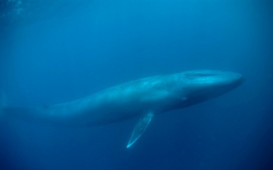 Marine Biologists Think That Blue Whale Song Times Indiciate Specific Seasons