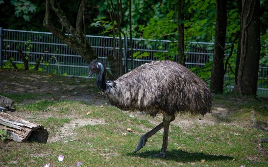  What's An Emu? The Bird Who Roamed the Streets of Boston