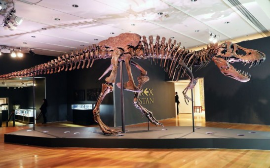 Christie's Puts Tyrannosaurus Rex Skeleton Known As Stan On Display Ahead Of Its Auction