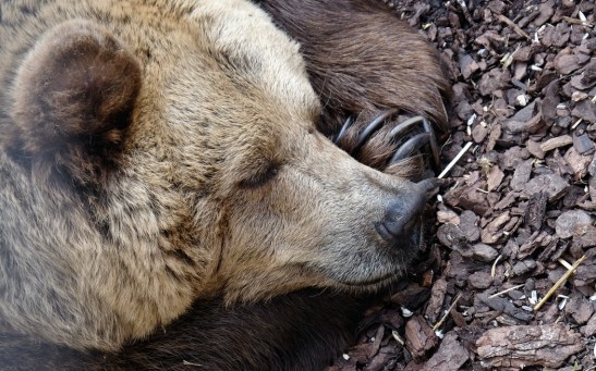 How Does Hibernation Help Some Animals During Winter?