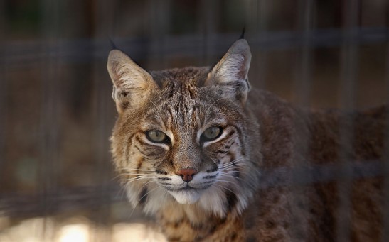 A Rescued Bobcat at a Shelter