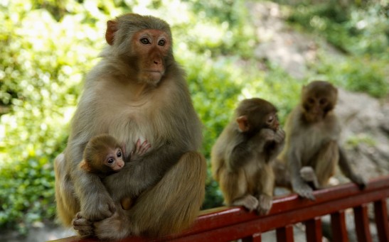 The Macaque Population in Lopburi, Thailand Have Increased to Nearly 9,000 Monkeys