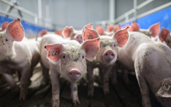 Swine Coronavirus SADS-CoV May Be Deadly for Humans As Well