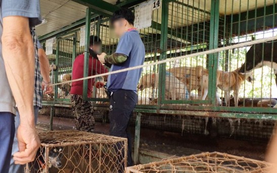 Charity Lady Freethinker Uncovers Horrific Dog Meat Auction House in South Korea