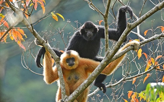 Critically Endangered Hainan Gibbon Uses Manmade Rope Bridge For the First Time
