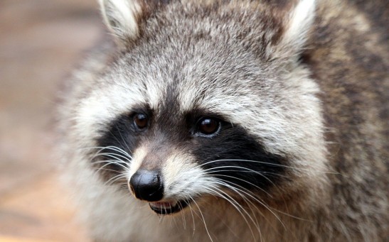 Raccoon Captured After Attacking Young Child and Tested Positive for Rabies