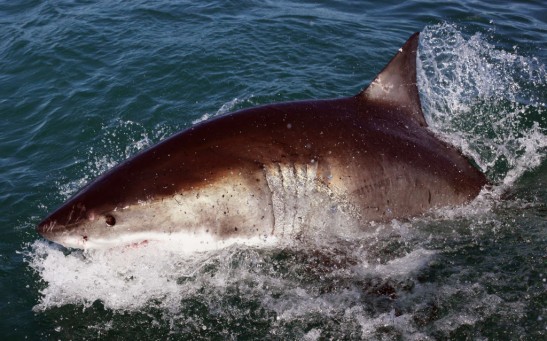Climate Change May be Responsible for the Increase of Shark Attacks in Australia