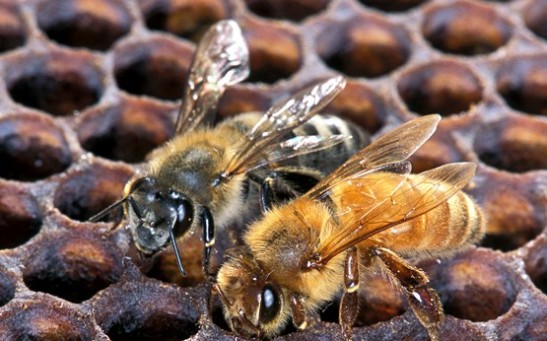 Genetic Study of Honeybees May Help Beekeepers Breed Species for Desirable Traits