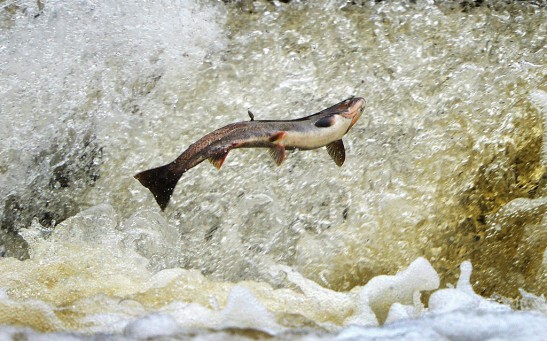 Releasing Captive-Bred Salmon Into the Wild Has Negative Consequences