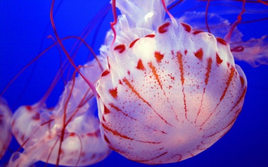 Jellyfish