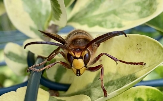 Washington State Set To Destroy First Murder Hornets Nest This Saturday