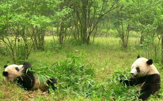 [WATCH]: Wild Pandas Courtship and Mating Filmed For the First Time